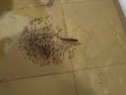 14:55 – Pescador registra peixes nadando dentro de casa alagada em enchente na região do Araguaia; veja vídeo