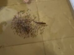 14:55 – Pescador registra peixes nadando dentro de casa alagada em enchente na região do Araguaia; veja vídeo