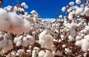 Chuvas em Mato Grosso atrasam plantio de algodão e preocupam produtores