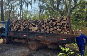 Polícia Federal deflagra Operação Rastro de Lenha contra desmatamento em Mato Grosso