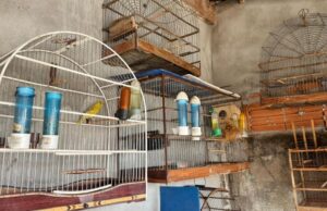 Sema e PJC integram força-tarefa de combate ao tráfico de animais silvestres