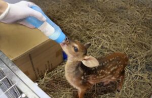 Mato Grosso terá SamuVet a 1ª unidade móvel veterinária de animais silvestres do país