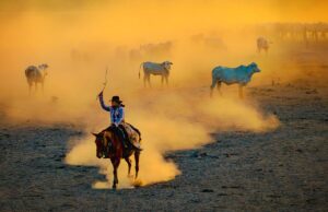 Atualização de Estoque de Rebanhos começa em novembro