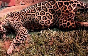 Onça-Pintada morre atropelada em rodovia de Mato Grosso