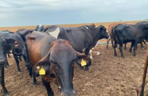 Mato Grosso Investe em genética avançada para fortalecer pecuária leiteira de pequenos produtores