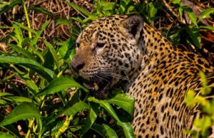 Mato Grosso inova na criação de refúgio da Onça Pintada com modelo de indenização e gestão