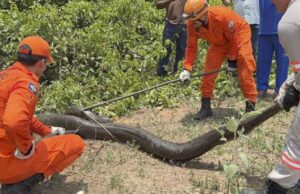 Sucuri de 5 metros é capturada por bombeiros em Mato Grosso