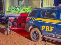 Cão farejador Zion localiza 1.100 kg de skunk durante treinamento