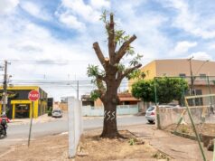 Proprietário de Rede de Farmácias é notificado e indiciado por poda ilegal de árvore histórica