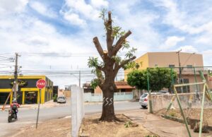 Proprietário de Rede de Farmácias é notificado e indiciado por poda ilegal de árvore histórica