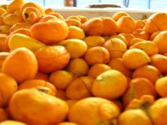 Capital do Pequi em Mato Grosso deve aumentar em 30% colheita