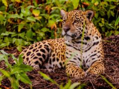 Feirão Fit Turismo oferece descontos de até 20% em viagens por Mato Grosso