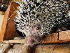 14 animais silvestres feridos e albinos de MT ganham santuário em Minas Gerais