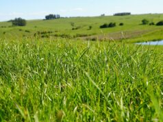 Pecuária que preserva, cacau que refloresta: conheça iniciativas